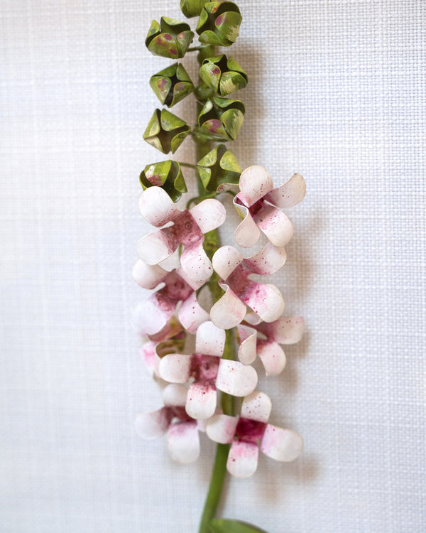 Classic Foxglove