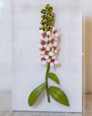 Classic Foxglove