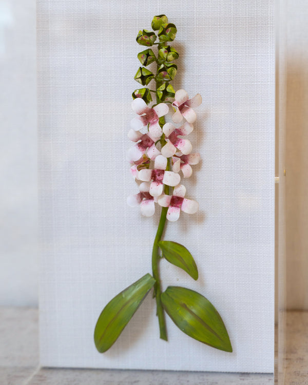 Classic Foxglove