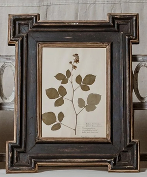 Antique Framed Botanical