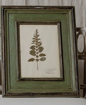 Antique Framed Botanical