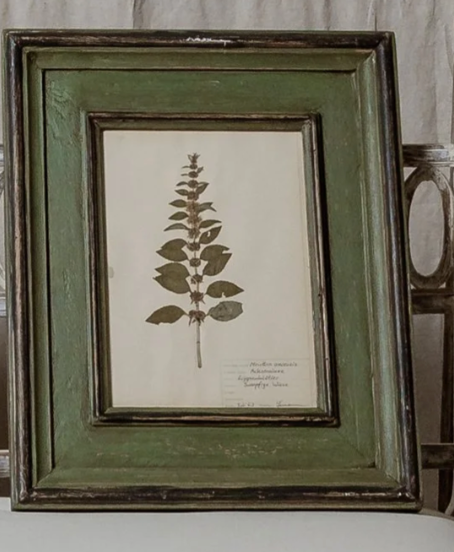 Antique Framed Botanical