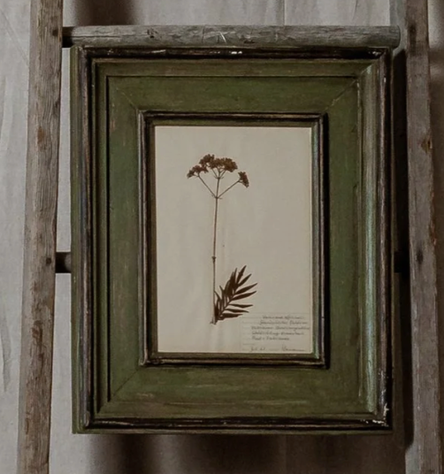 Antique Framed Botanical