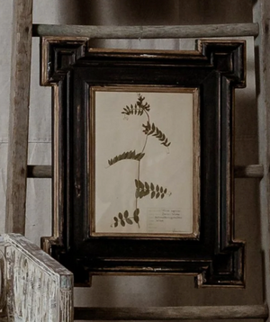 Antique Framed Botanical