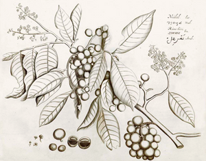 Malabar Garden -2548