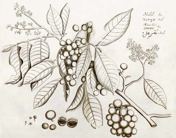 Malabar Garden -2548