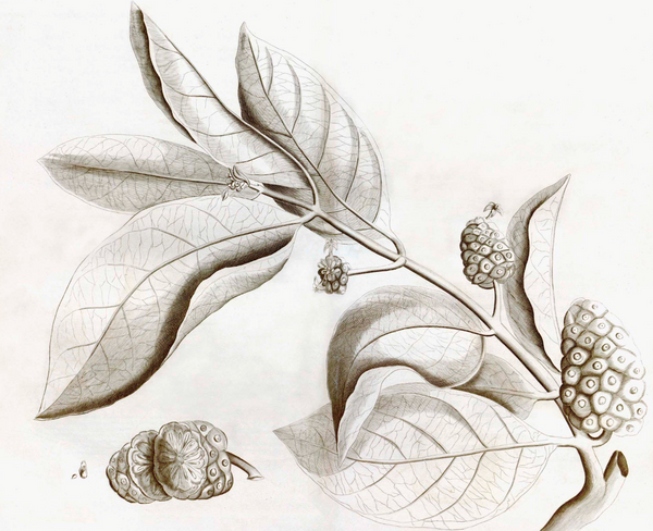 Malabar Garden -2405