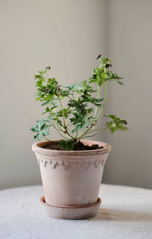 Københavner Pot