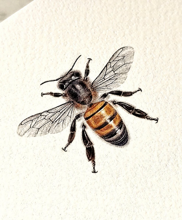 Bees- Pack of Note Cards - QTY 8