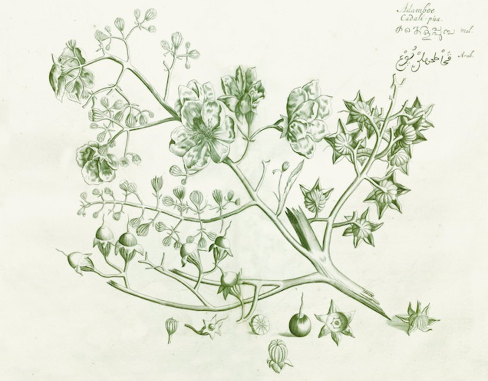 Malabar Garden -2551