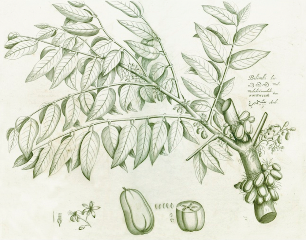 Malabar Garden -2524