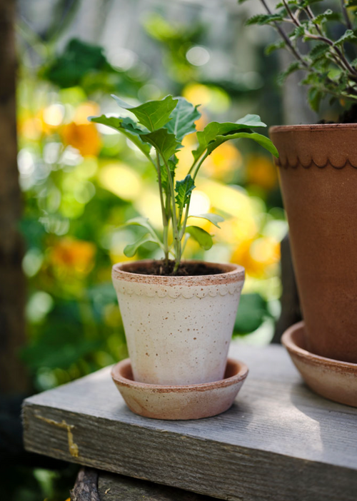 Helena Pot